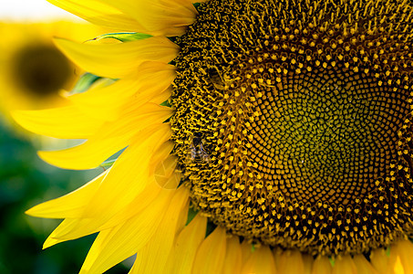 有蜜蜂采摘花粉的黄向日葵图片