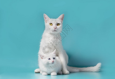 他母亲旁边的白小白猫 以绿松石为背景后代祖先动物照顾接穗宠物家谱后裔血统孩子背景图片