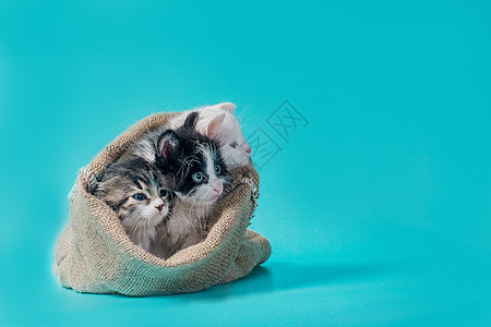 三只小猫在麻袋里 在绿绿石背景上动物悬念套袋亚麻丢弃难题兴趣成语黑与白猫科图片