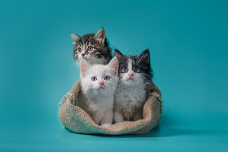 三只小猫在麻袋里 在绿绿石背景上谜语丢弃症结陌生感套袋猫科兴趣帆布怨恨秘密图片