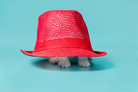 小白小猫 躲在红帽子下 在绿绿宝石背景毛皮帽子秘密诡计凉帽逗乐宠物主题猫科动物爪子图片