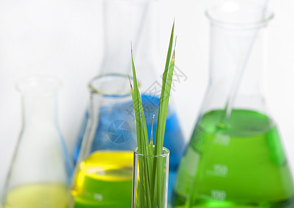 实验室设备中的绿色植物厂叶子液体生长环境杂草生物科学植物群生物学器皿图片