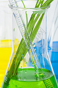 实验室设备中的绿色植物厂生态叶子科学家生物学实验技术测试玻璃化学品环境图片