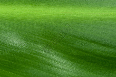 花绿色 lea 的自然背景刀刃光合作用生活生长生态植物静脉环境植物学材料背景