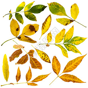 秋天的落叶集 白色隔离植物群森林植物橙子树叶花园季节自然植物学宏观图片