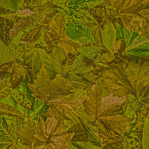 秋叶背景植物学艺术植物群植物花园环境叶子树叶季节标签图片