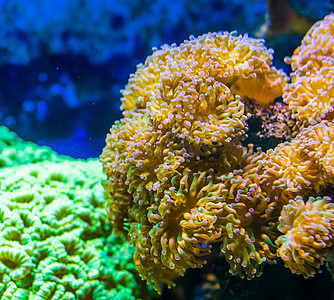 Euphyllia海葵 石状珊瑚斑鱼 水产养殖中流行水族馆宠物的大地毯 海洋生物背景图片