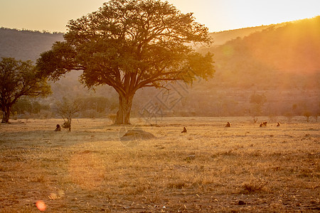 日落在一个开阔的平原上 有大草原红色太阳狒狒日出夕阳野生动物国家荒野旅行图片