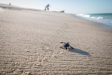 绿海龟在海滩上孵化荒野婴儿海龟濒危假期爬虫地球天堂动物热带图片