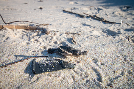 绿海龟在海滩上孵化假期照片海洋生物生物海龟气候海洋濒危婴儿旅游图片