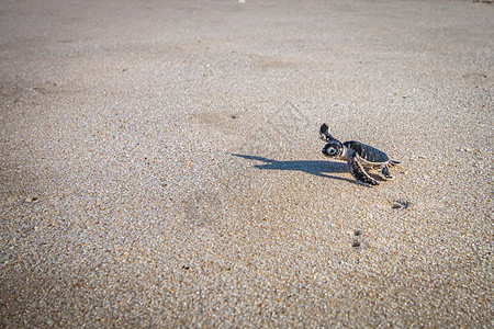 绿海龟在海滩上孵化动物海洋野生动物新生婴儿天堂地球假期荒野旅游图片