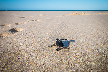 绿海龟在海滩上孵化摄影动物婴儿假期爬虫气候地球生物环境两栖图片