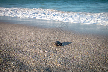 绿海龟在海滩上孵化假期海龟摄影海洋新生生物照片地球天堂动物图片