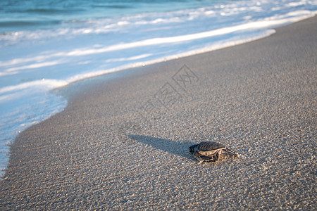 绿海龟在海滩上孵化热带濒危动物环境乌龟旅游婴儿荒野海洋生物海洋图片