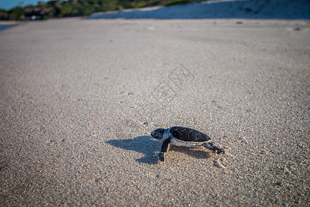 绿海龟在海滩上孵化热带海龟荒野生活海洋爬虫濒危旅游环境摄影图片