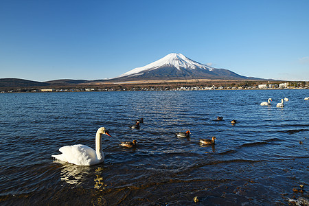 冬天有天鹅和蓝天空的藤山地标顶峰公吨旅行荒野天空蓝色动物风景旅游图片