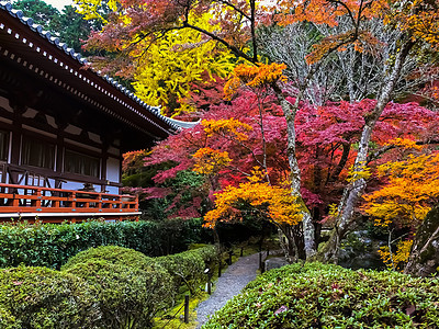 日本秋天风景旅行季节色彩地方目的地枫叶自然色叶子摄影图片