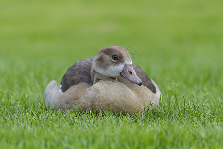 草地上美丽的埃及鹅图片