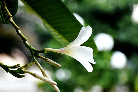 美丽的一束新鲜白色鲜花的结晶花束装饰木头植物群棉花花植物植物学植被雏菊风格图片