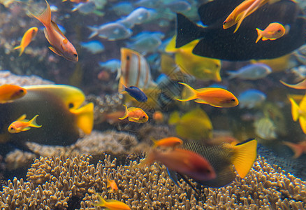 珊瑚色多色鱼类和海洋生物在海洋馆中钓鱼蔬菜全景港口村庄农村热带销售面纱海洋背景
