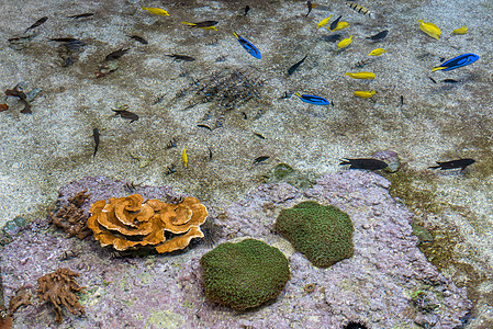 多色鱼类和海洋生物在海洋馆中旅游医生钓鱼植被假期海滩摊位村庄农村全景图片