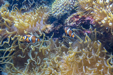 多色鱼类和海洋生物在海洋馆中旅游农村销售医生珊瑚市场摊位钓鱼辣椒海滩图片