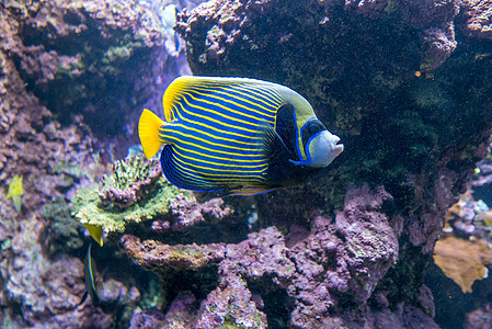 多色鱼类和海洋生物在海洋馆中农村销售全景摊位珊瑚村庄钓鱼医生植被旅游图片