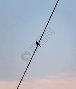 电线上的鸟儿生活环境蓝色活力动物羽毛翅膀电压电缆天空图片