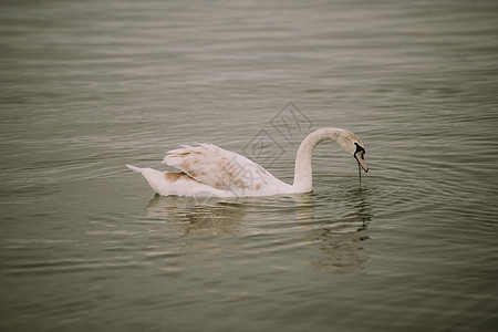 湖边的白天鹅 用宽角镜头从远处观察荒野翅膀池塘野生动物天鹅羽毛游泳黑色脖子反射图片