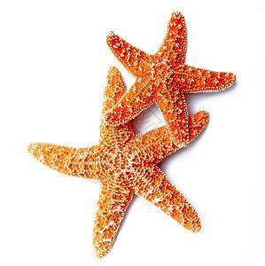 白底海星星星贝类动物群宏观海鲜概念海洋红色贝壳背景图片