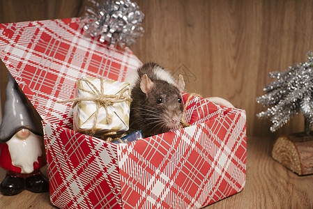 老鼠是新年的象征 灰鼠看着礼盒 有趣的小老鼠在礼盒里  2020 年的象征假期尾巴动物八字日历爪子宠物卡片盒子哺乳动物图片