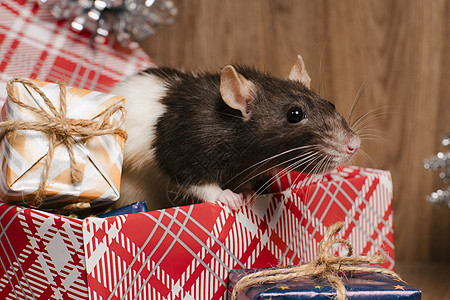 老鼠是新年的象征 灰鼠看着礼盒 有趣的小老鼠在礼盒里  2020 年的象征展示尾巴宠物眼睛爪子朋友盒子牙齿害虫八字图片