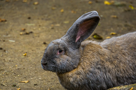棕色的欧洲兔子 流行家养小兔肉饼图片