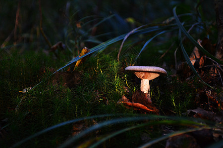 黑暗魔林蘑菇 光线照亮食物黑暗苔藓植物童话魔法荒野森林季节太阳图片