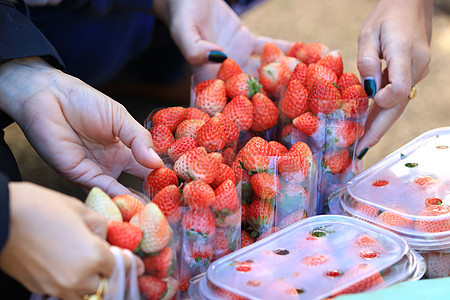 女性手从销售商手中购买草莓 在塑料包装中用草莓出售图片