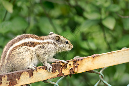 一只小条纹啮齿动物土拨鼠花栗鼠松鼠猴 sciurus 动物群可爱的生物 坐在生锈的笼杆结构上以狩猎心情发现 圈养禁闭背景中的动物图片