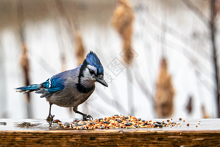 湿蓝杰/蓝色检查区 Wood 上散落的鸟种种子图片
