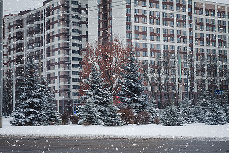 圣诞树在一座高楼大楼前的一条城市公路上生长 风雪景邻里暴风雪领导家园人行道正方形校园雪花汽车路线图片