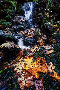 北加利福尼亚州小瀑布和秋叶树叶旅行叶子岩石溪流石头运动苔藓公园液体遗产图片