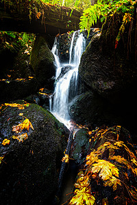 北加利福尼亚州小瀑布和秋叶树叶季节风景苔藓运动石头溪流叶子旅行液体公园图片
