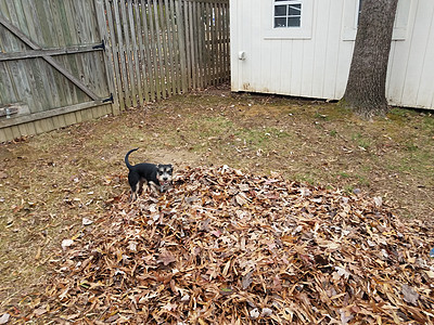 黑狗玩棕色落叶树叶栅栏动物犬类宠物院子叶子草地图片