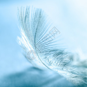 蓝色背景上的白色鸟羽翅膀黑色宏观天鹅动物鹅毛笔柔软度图片