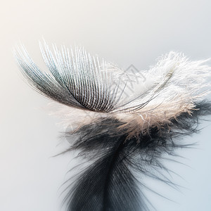 蓝色背景上的白色鸟羽动物天鹅鹅毛笔翅膀黑色宏观柔软度图片