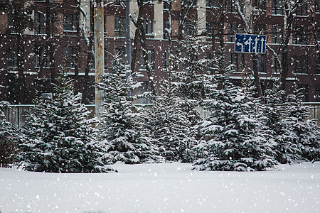 圣诞树在一座高楼大楼前的一条城市公路上生长 风雪景校园旅行领导枞树面纱正方形风暴邻里速度小路图片