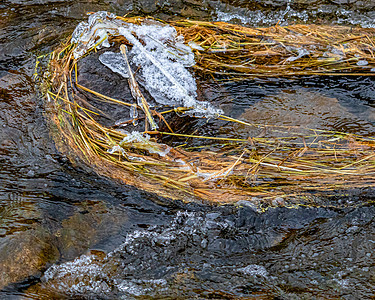杂草被困在溪流中的冰冷岩石上图片