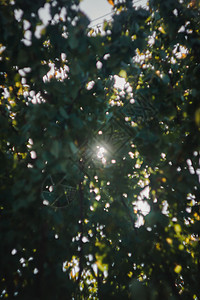 阳光下的人透过叶子 你可以看到太阳和阳光模糊的光芒物理孤独光束风景阳光耀斑射线辐射光学横幅背景