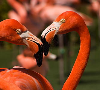 火烈哥羽毛脖子红色情调夫妻异国鸟类身体曲线动物园图片