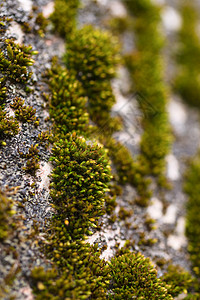 核桃树皮特写上的绿色苔藓 库存照片的核桃树 b季节植物墙纸花园材料公园活性环境胡桃木皮肤图片