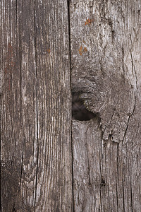 旧木纹理表面特写 表面上的苔藓和浮雕木头栅栏墙纸橡木粮食乡村木板划痕裂缝古董图片
