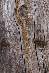 旧木纹理表面特写 表面上的苔藓和浮雕木板风化材料栅栏硬木木头粮食控制板橡木划痕图片